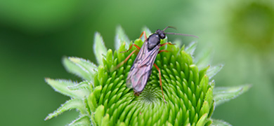 Témoignage InnovaFeed