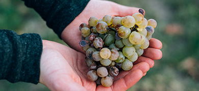 Témoignage Le Rafidin